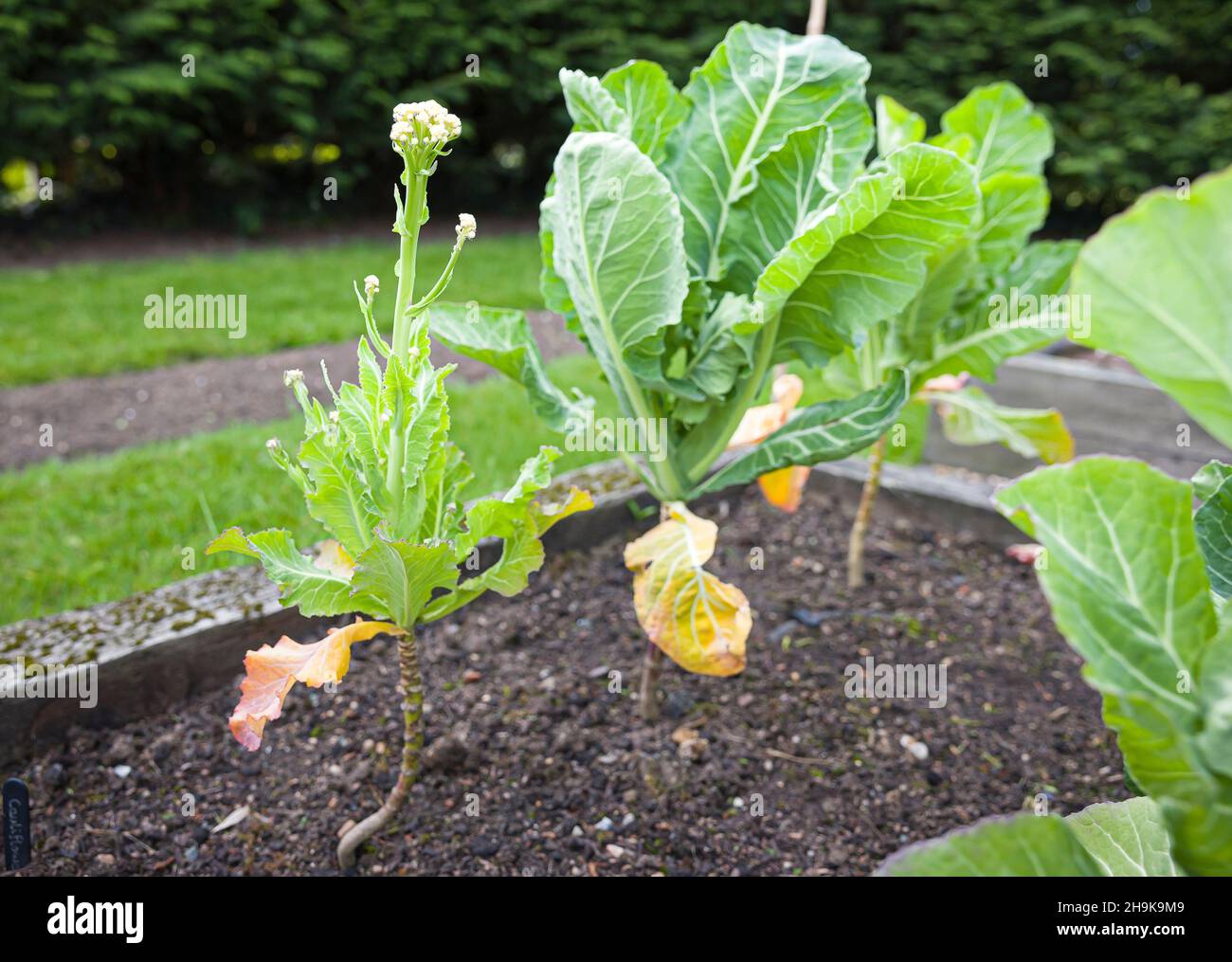 Fehlgeschlagene Blumenkohl (blinde Knospe), die in einem Garten wachsen. Ausfall von Gemüse oder Pflanzen, Großbritannien Stockfoto