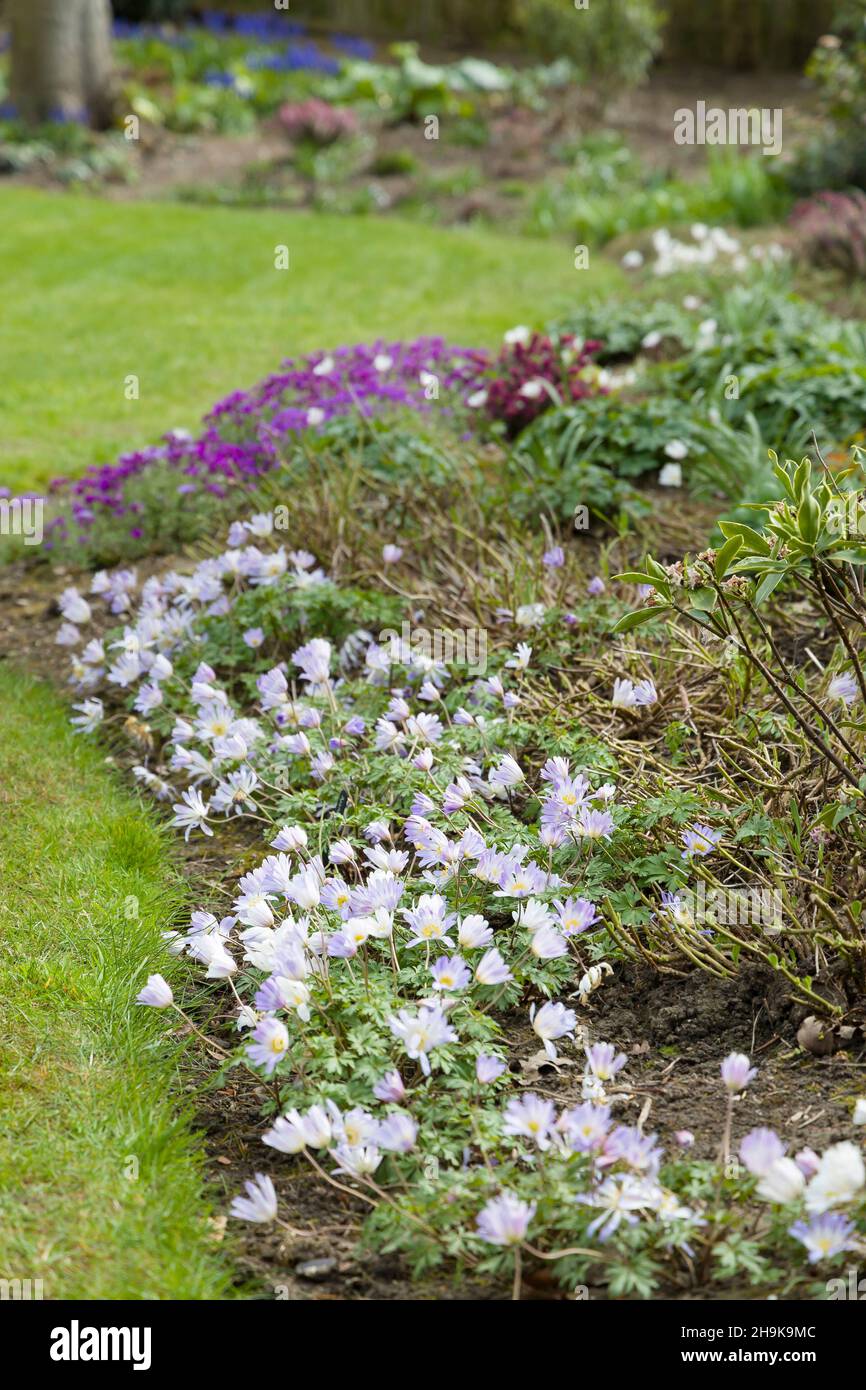 Anemone blanda, mehrjährige Pflanzen wachsen in einem britischen Garten Blume Grenze im Frühjahr Stockfoto