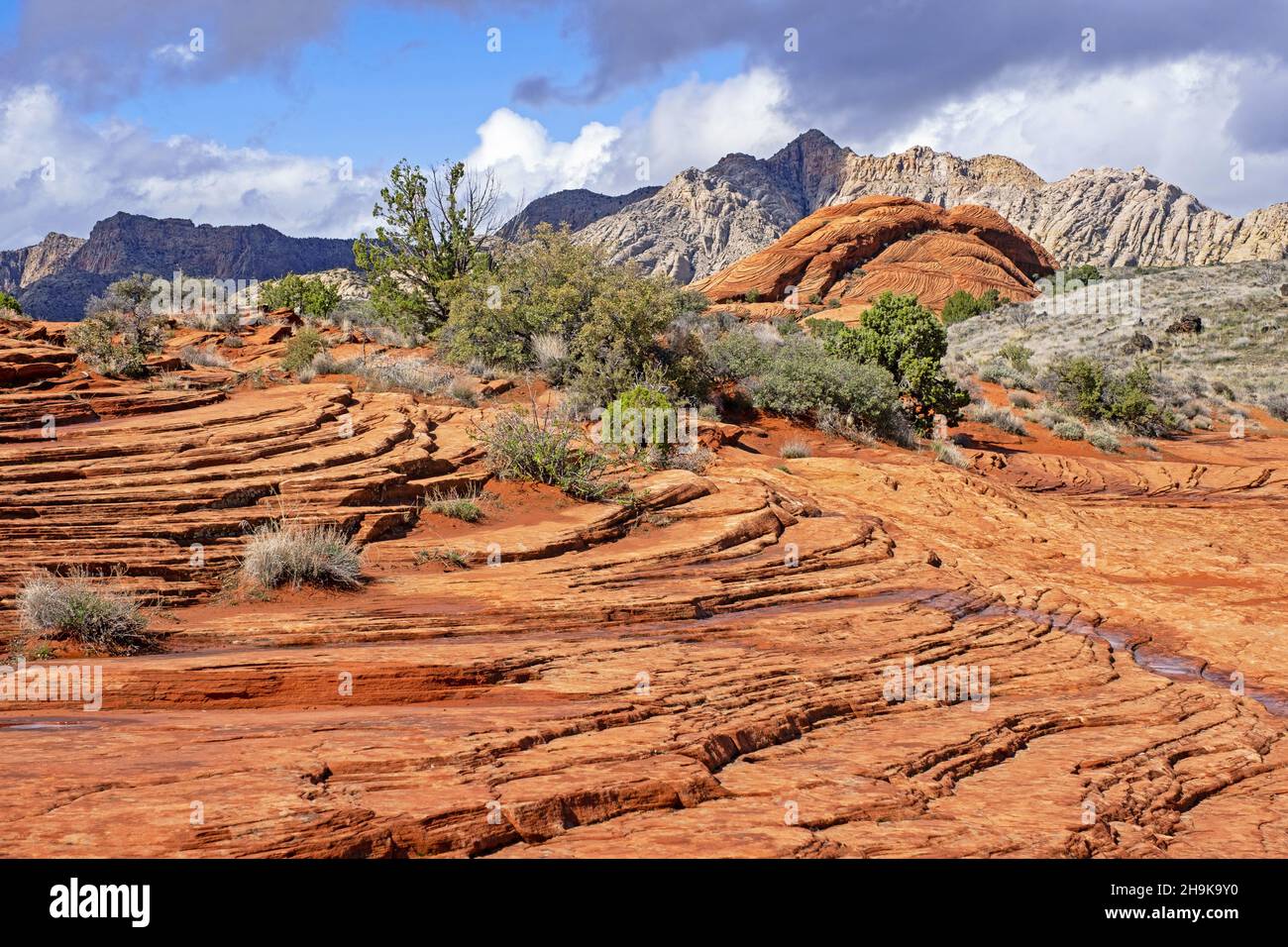 Geschichteter Navajo-Sandstein der Red Mountains im Snow Canyon State Park, Teil des Red Cliffs Desert Reserve, Washington, Utah, USA Stockfoto