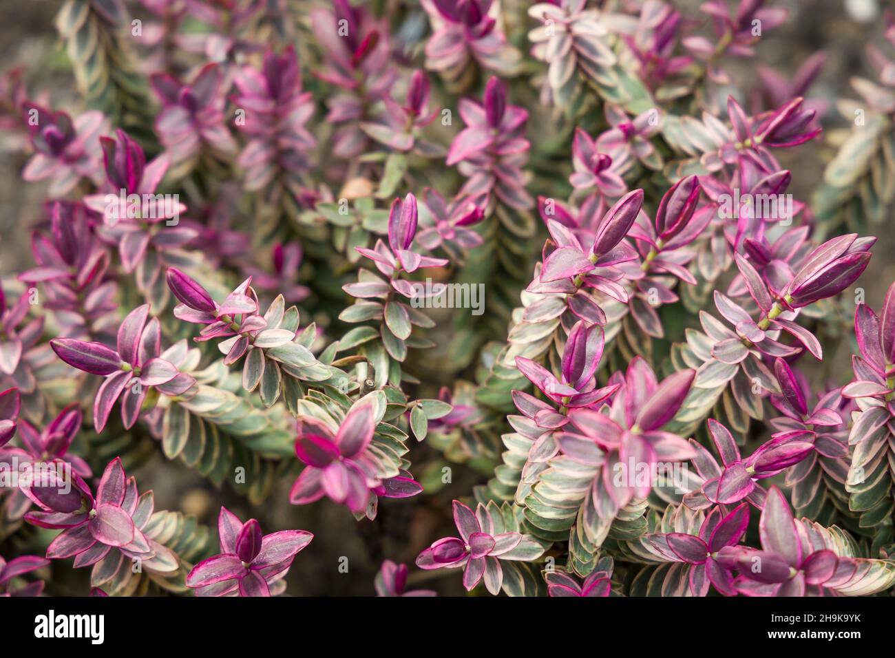 Hebe albicans Silberdollar, Nahaufnahme der Blätter in einem britischen Garten Stockfoto