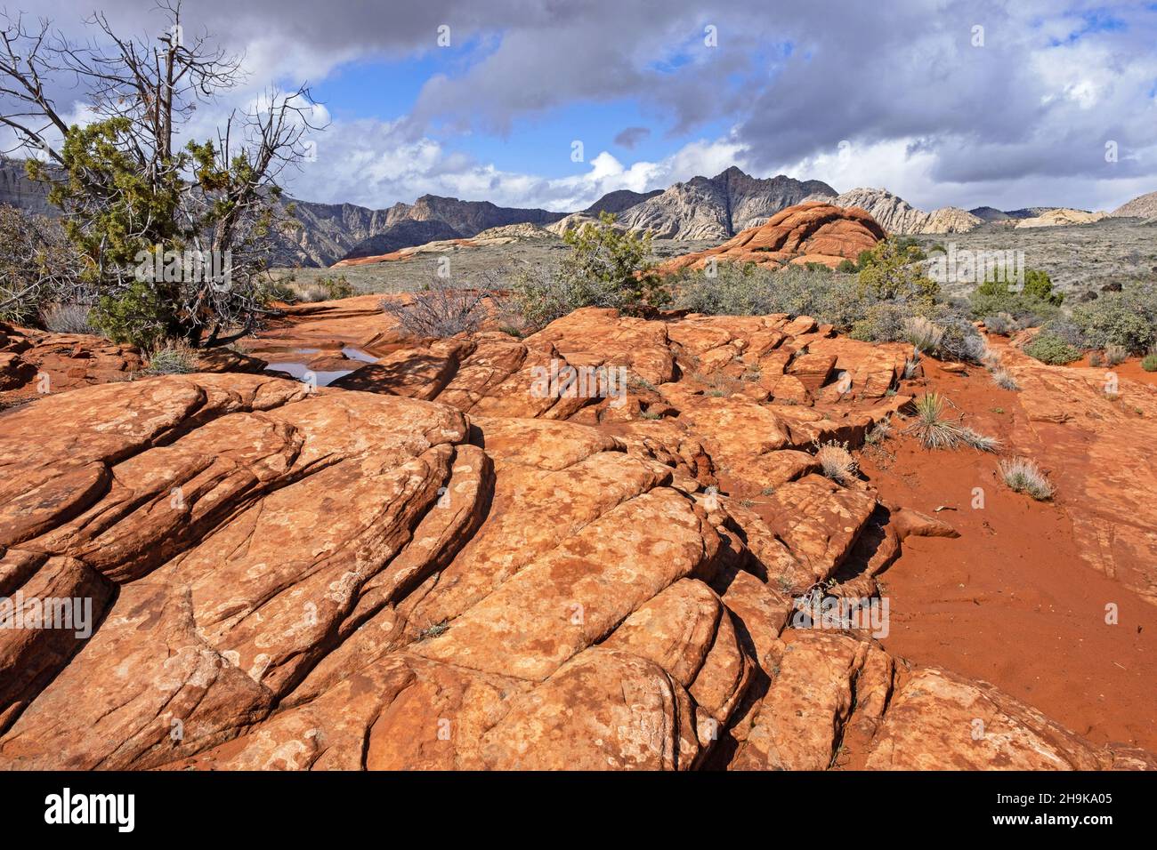 Geschichteter Navajo-Sandstein der Red Mountains im Snow Canyon State Park, Teil des Red Cliffs Desert Reserve, Washington, Utah, USA Stockfoto