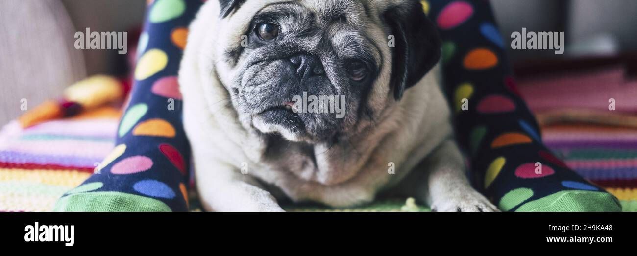 Nahaufnahme des Gesichtsausdrucks des Hundegeschuns, der in der Mitte der Füße des Besitzers in farbenfrohen Socken liegt. Banner Header Liebe Tiere häuslichen Lebensstil Stockfoto