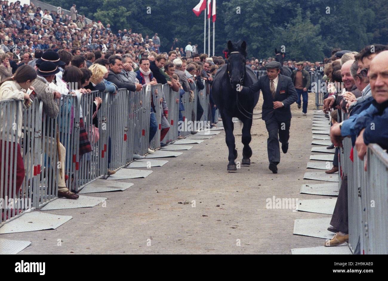 Warszawa 06.09.1986. S³u¿ewiec. II Krajowa Wystawa Zwierz¹t Hodowlanych. NZ. Pokaz koni rasowych. msa PAP/Wojciech Kryñski Warschau, Den 6. September 1986. Die Rennstrecke von Sluzewiec. Die Ausstellung der Nutztiere 2nd. Im Bild: Eine Show von reinrassigen Pferden. msa PAP/Wojciech Krynski Stockfoto