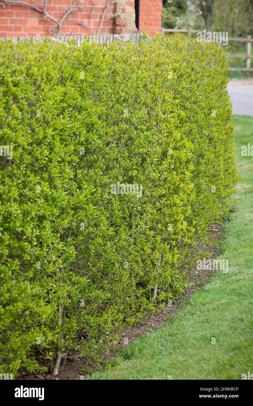 Nahaufnahme einer wilden privaten Gartenhecke (Ligustrum vulgare) vor dem viktorianischen Haus, Großbritannien Stockfoto