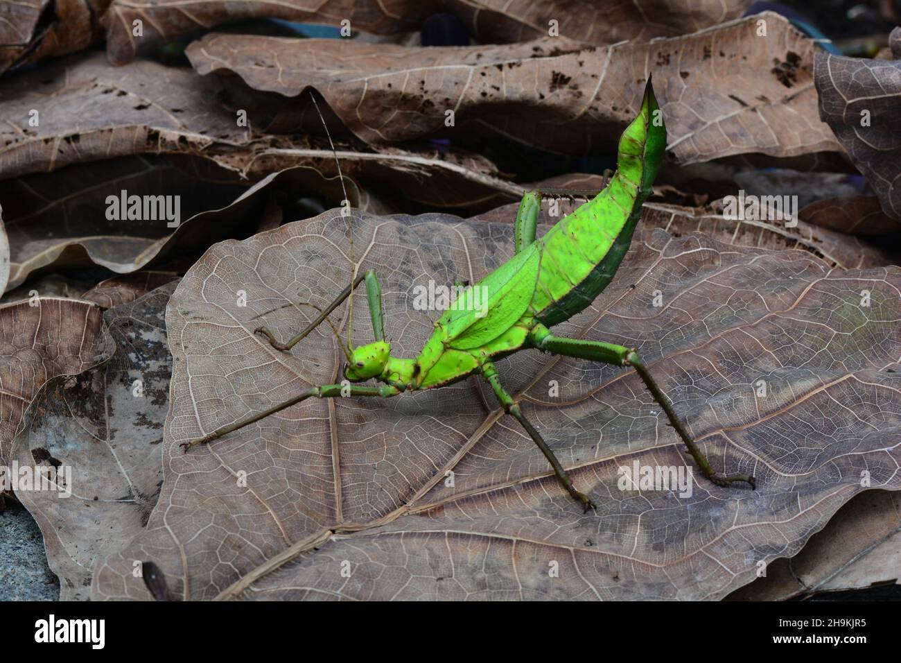 Malayische Jungle-Nymphe. Stockfoto