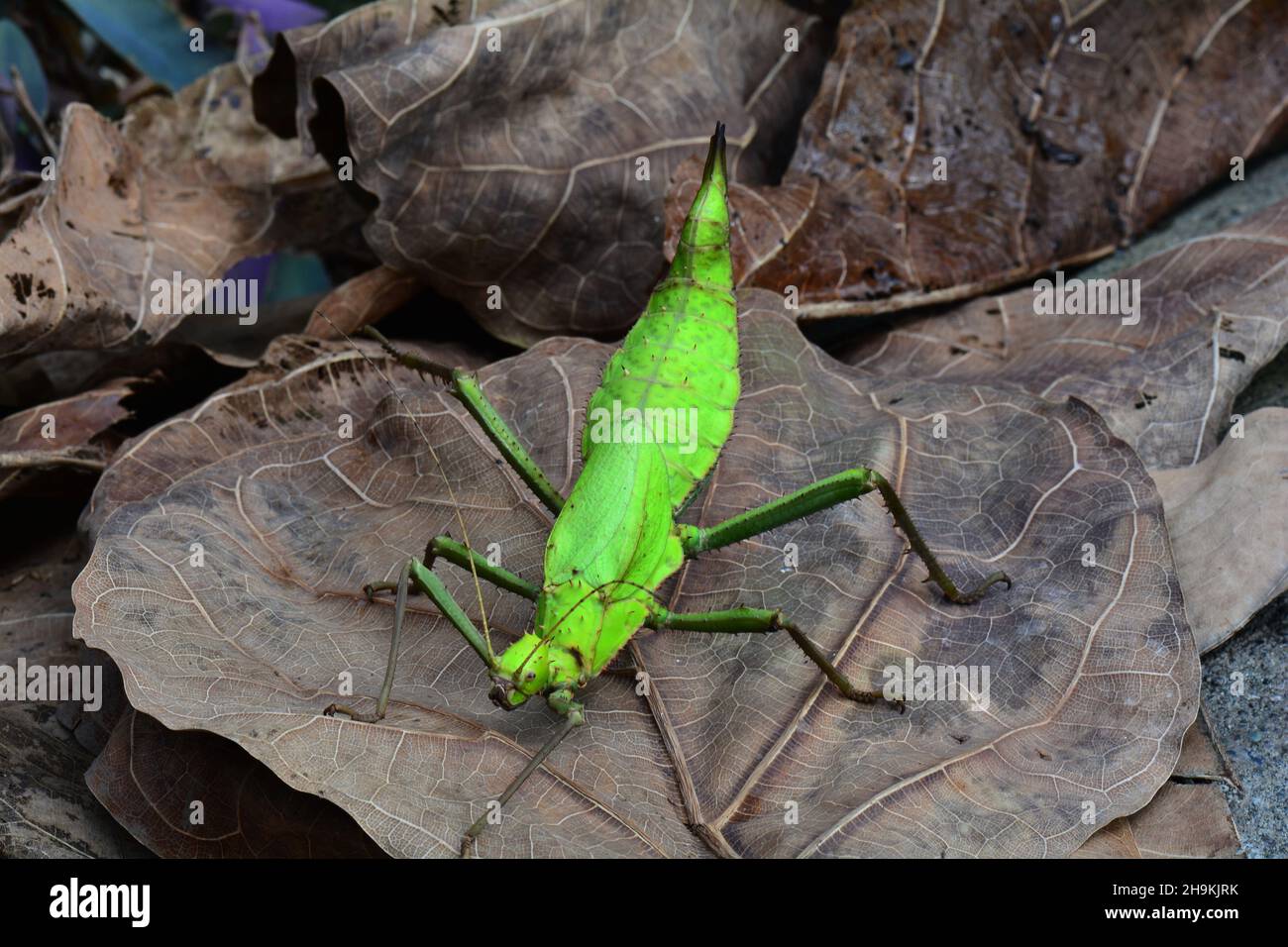 Malayische Jungle-Nymphe. Stockfoto