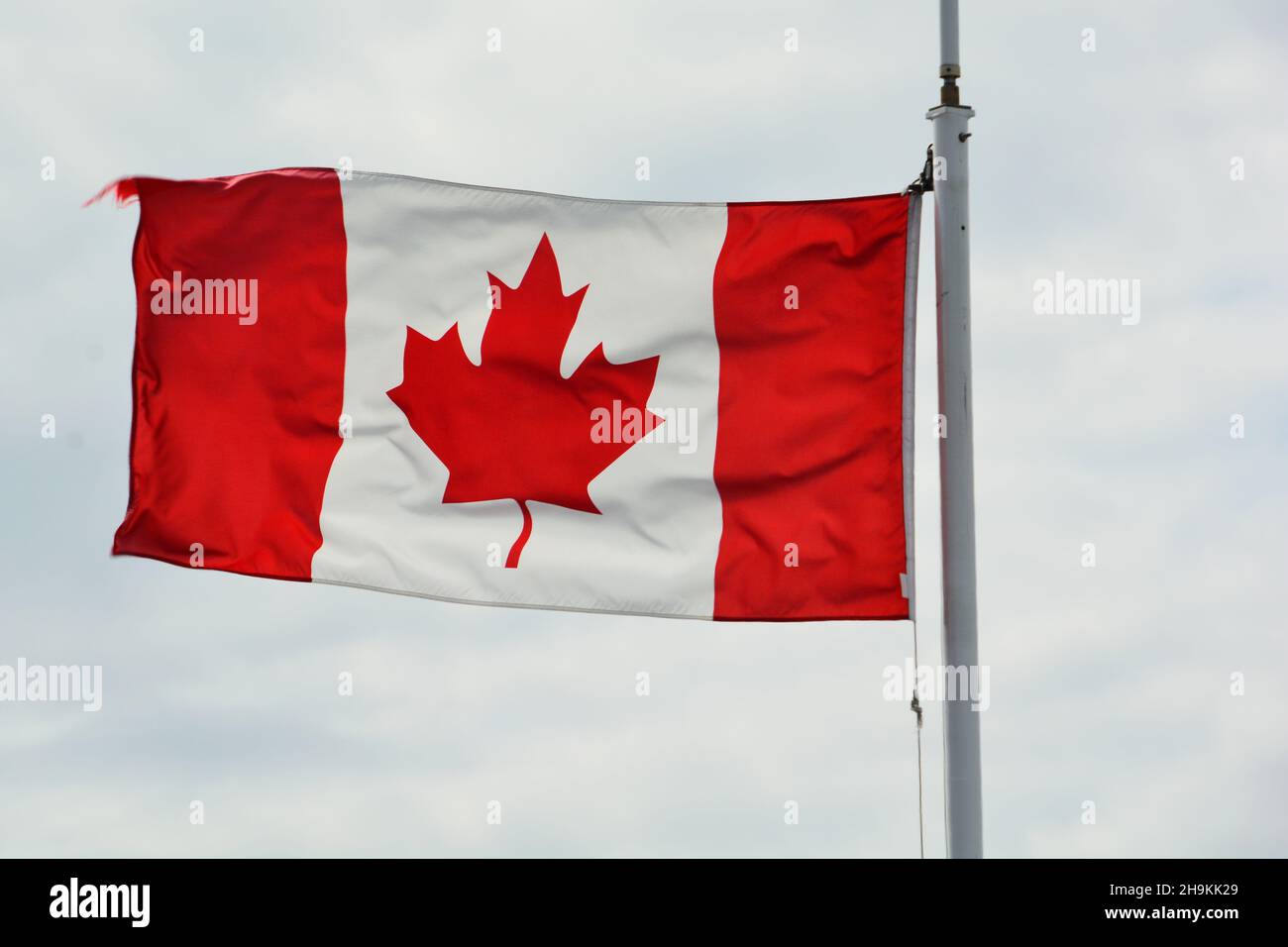 Die kanadische Flagge, die auf einem Fahnenmast in Victoria BC fliegt. Das rote Ahornblatt von Kanada. Stockfoto