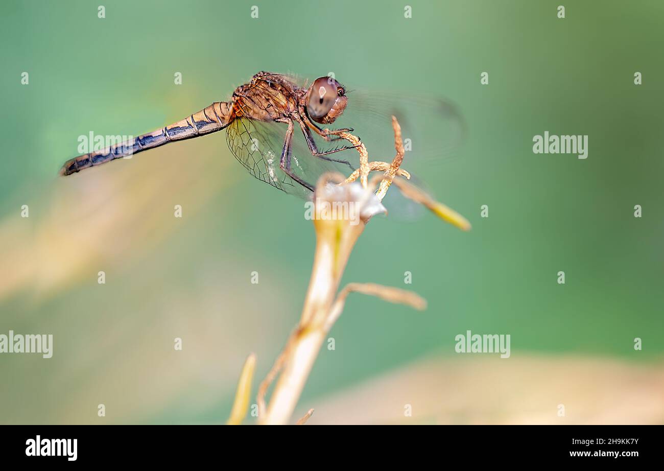 Drachen fliegen auf einer Blume Stockfoto