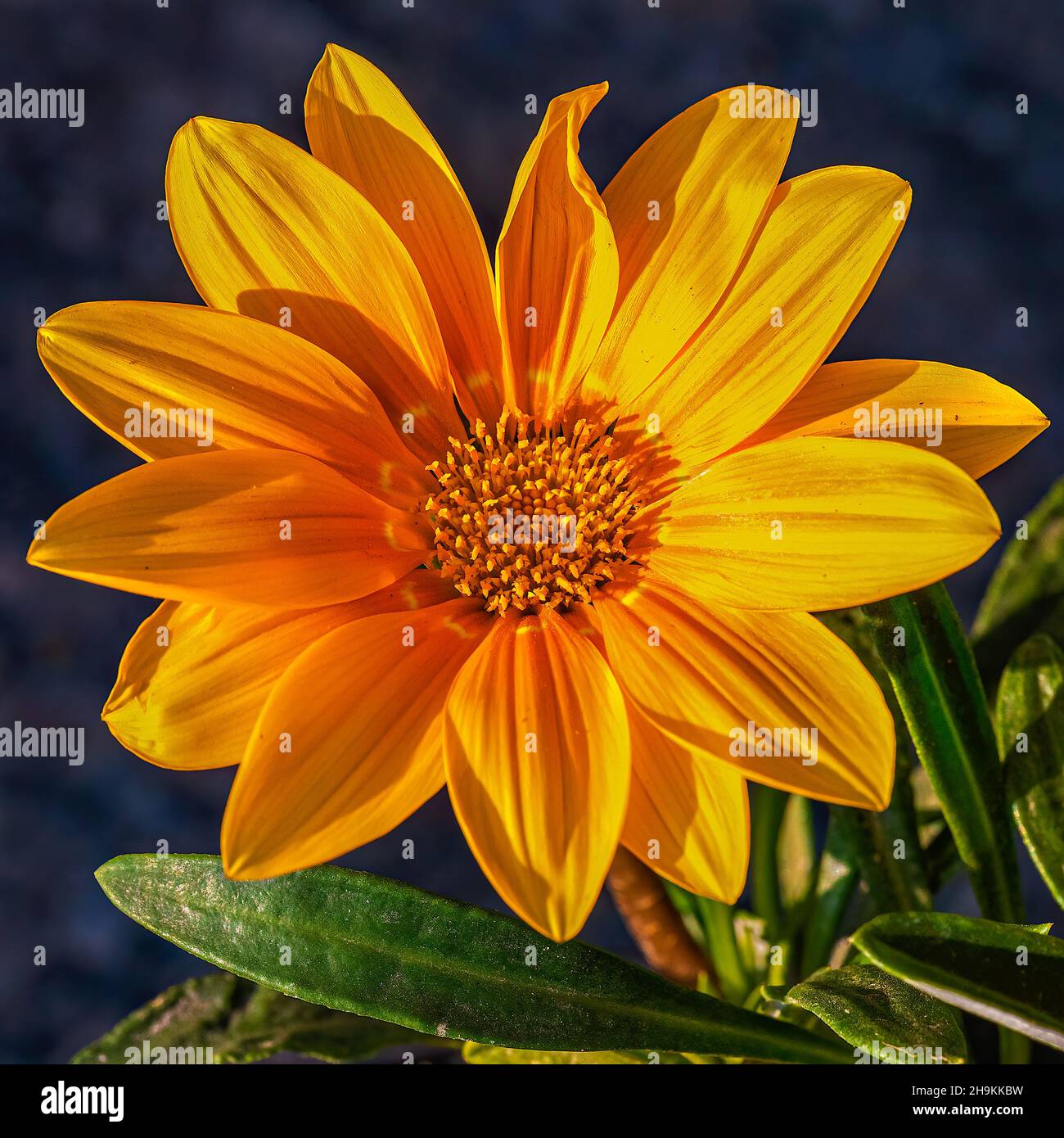 Gazania rigens Blume im Garten Stockfoto