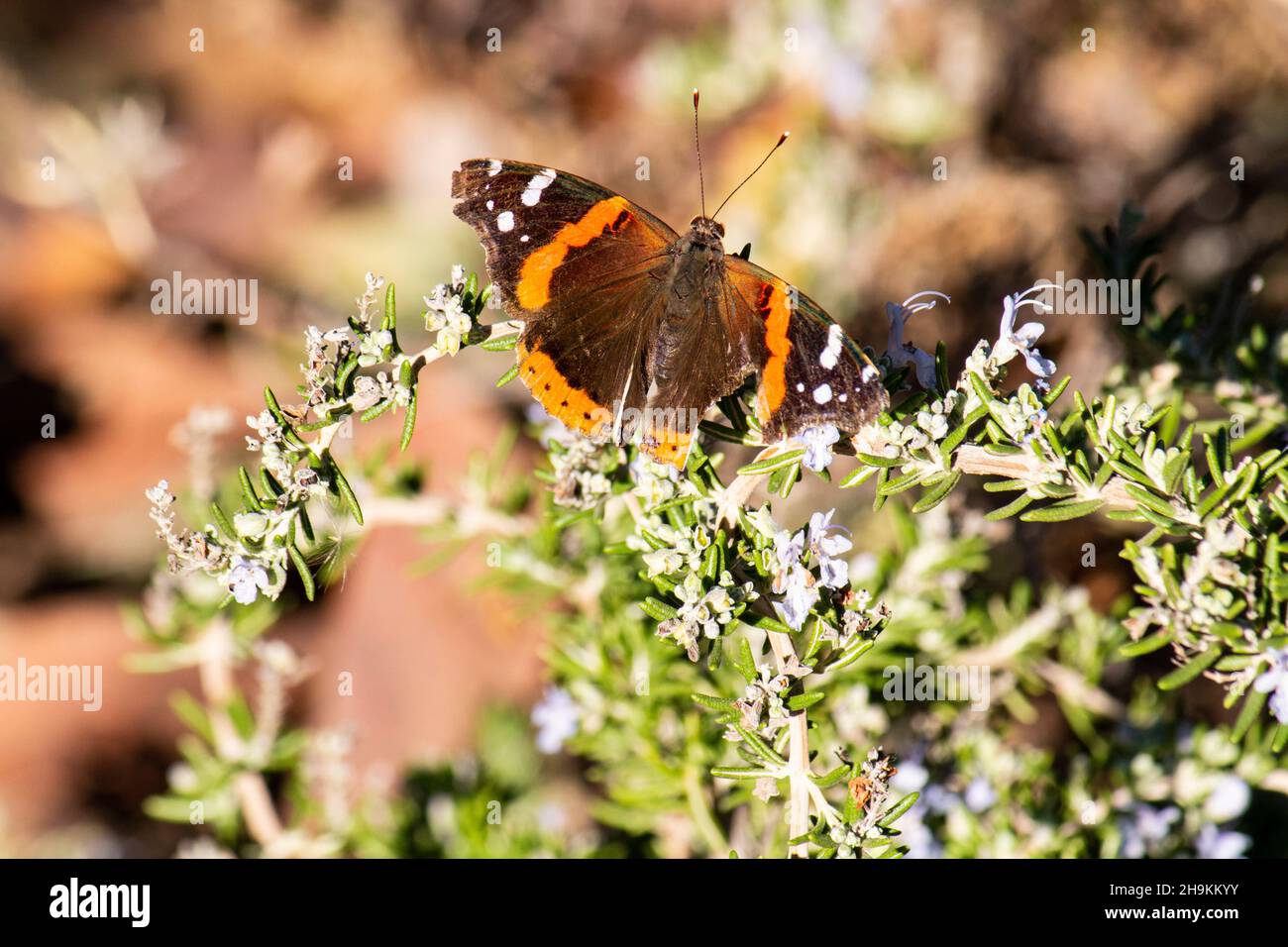 Schmetterling im Garten Stockfoto