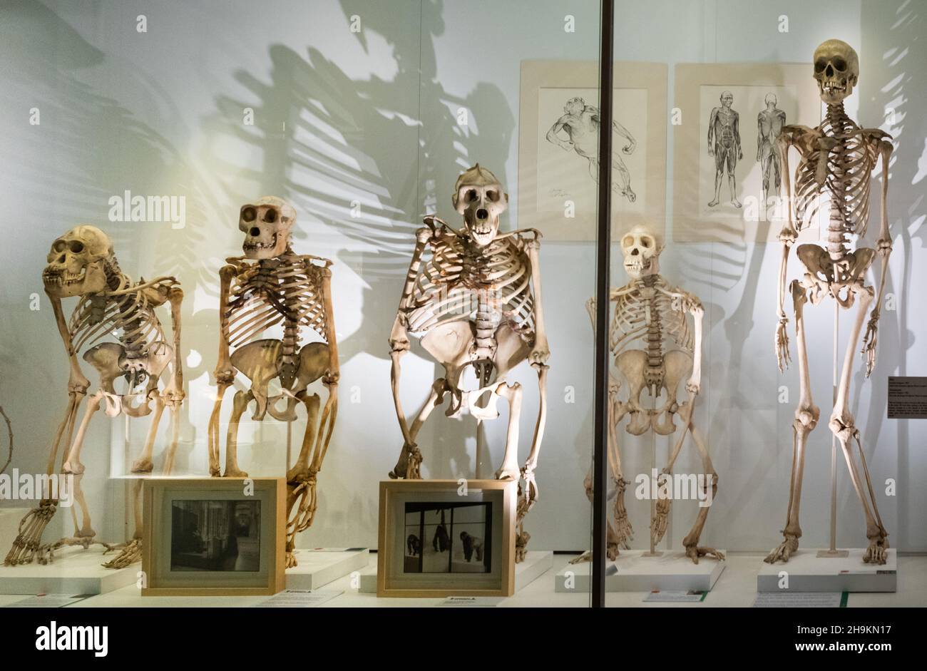 Große Affenskelette im Zoologischen Museum der Universität Cambridge in Cambridge, Großbritannien. L-R Orang-Utan, Gorilla, Gorilla, Schimpansen, Mensch Stockfoto