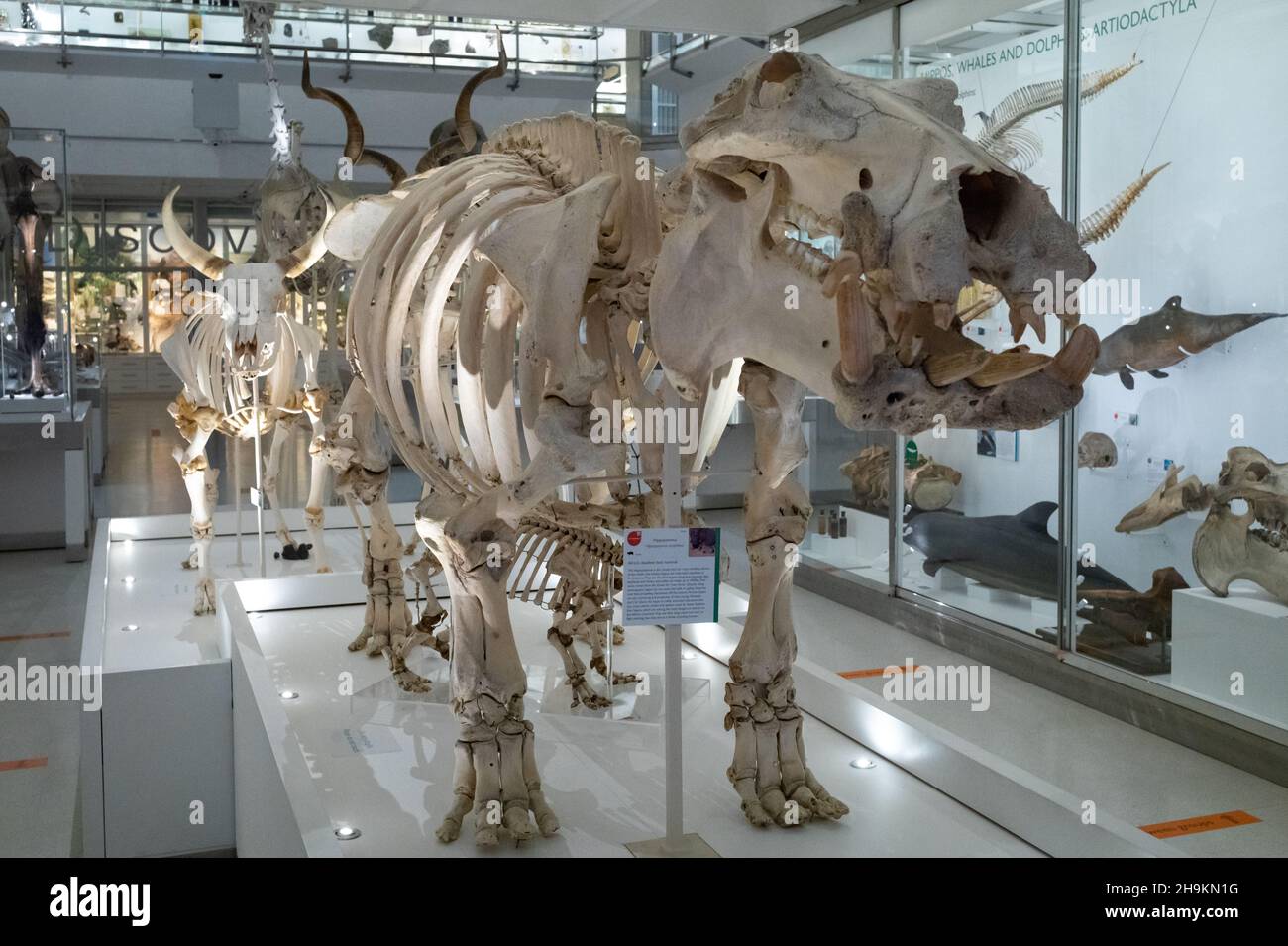 Das Skelett eines Hippopotamus ist im Zoologischen Museum der Universität Cambridge in Cambridge, Großbritannien, ausgestellt. Stockfoto
