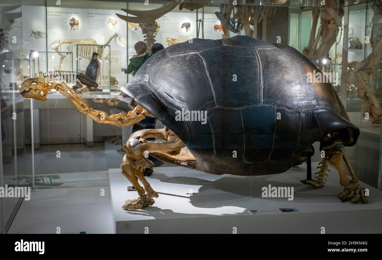 Eine Riesenschildkröte von den Seychellen. Aldabra Riesenschildkröte (Aldabrachelys gigantea) Skelett am Cambridge University Museum of Zoology, Großbritannien. Stockfoto