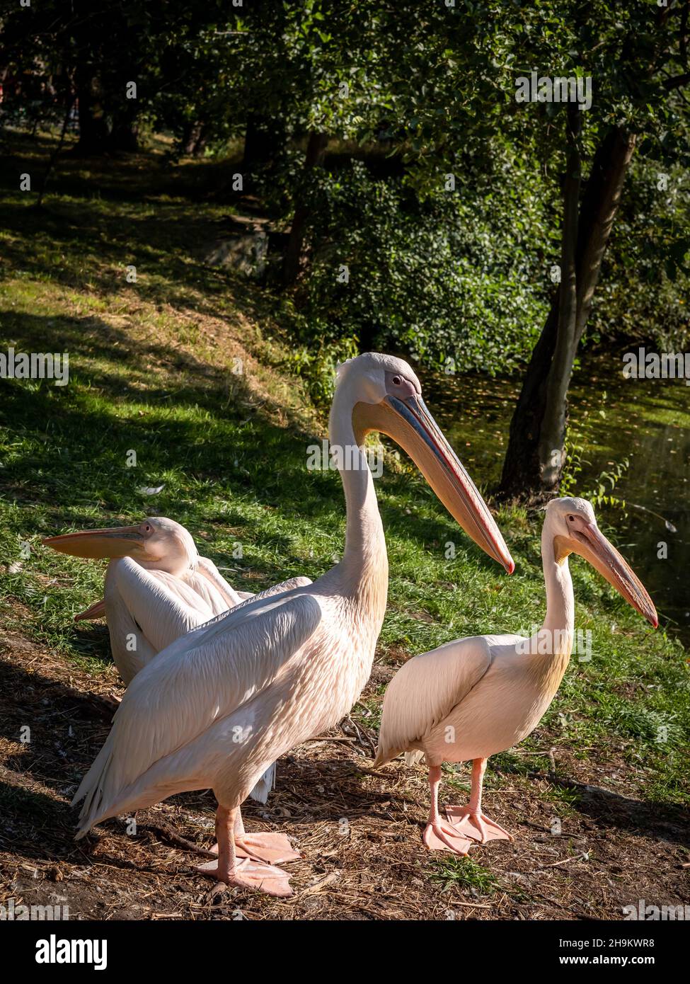 Eine Gruppe rosa Pelikane (pelikan baba, Pelecanus onocrotalus) auf dem Gras. Stockfoto