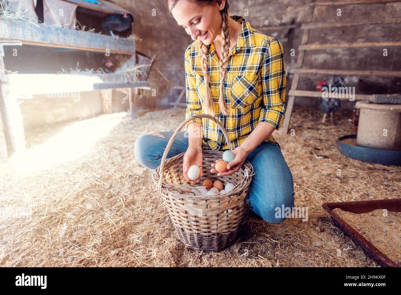 Die Farmerin legte Hühnereier in ihren Korb, nachdem sie sie gesammelt hatten Stockfoto