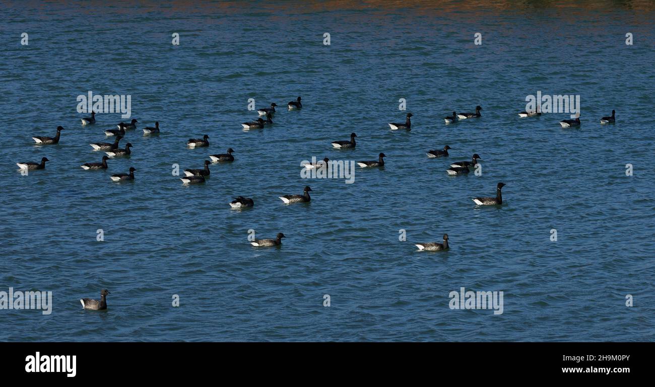 Brent Geeze im Spätherbst im Pagham Harbour Nature Reserve schwimmen gesehen. Stockfoto