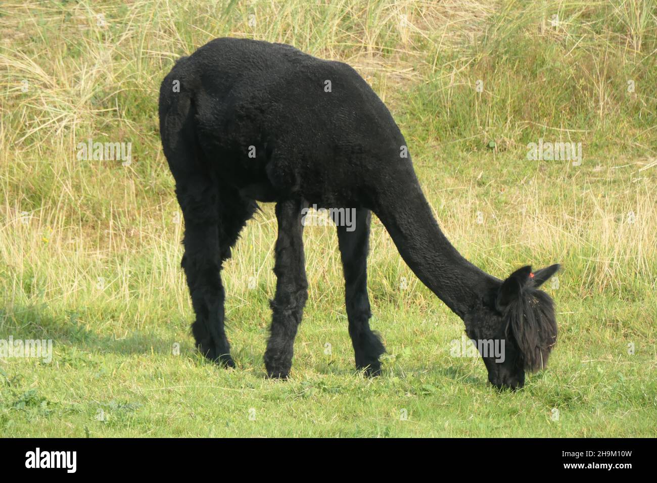 Ein schwarzer Alpaka grast auf der Wiese. Der Berg Lama, von der Seite gesehen. Stockfoto