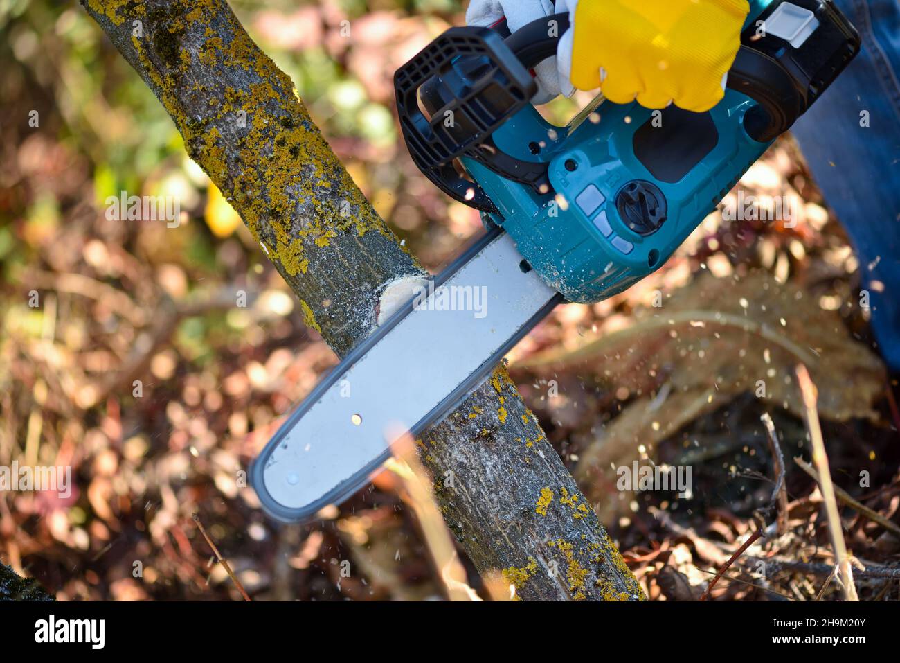 Ein Gärtner pront Bäume mit einer leichten Akku-Kettensäge. Arbeiten Sie im Herbstgarten. Stockfoto