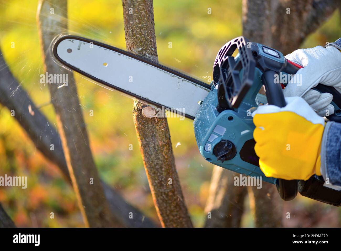 Ein Gärtner pront Bäume mit einer leichten Akku-Kettensäge. Arbeiten Sie im Herbstgarten. Stockfoto