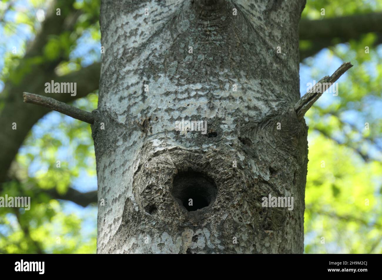 Der ein-/Ausgang eines Spechtlochs. Nest-Formnest. Stockfoto