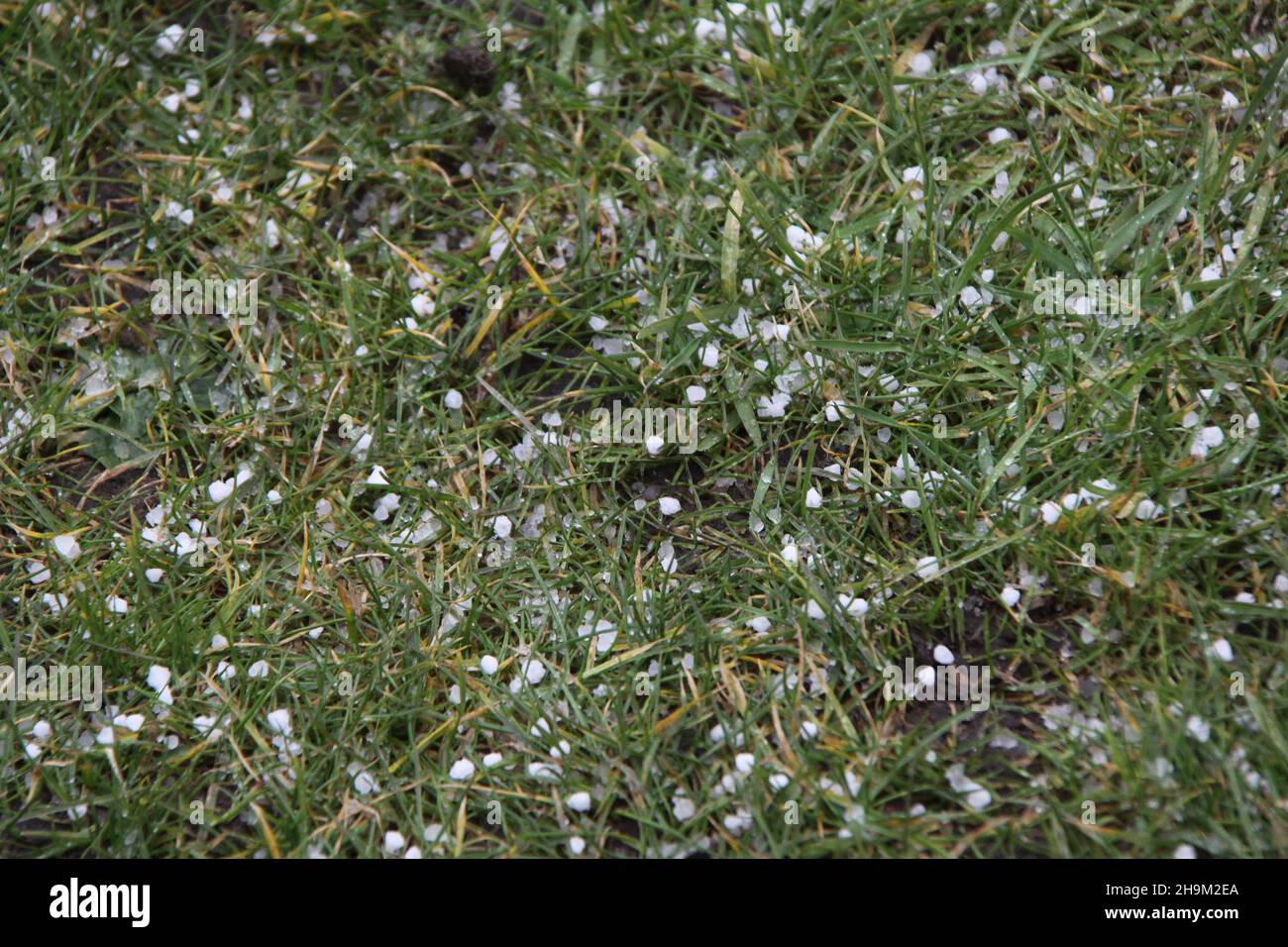 Hagel Pellets auf dem Fußballplatz, aus der Nähe gesehen. Stockfoto