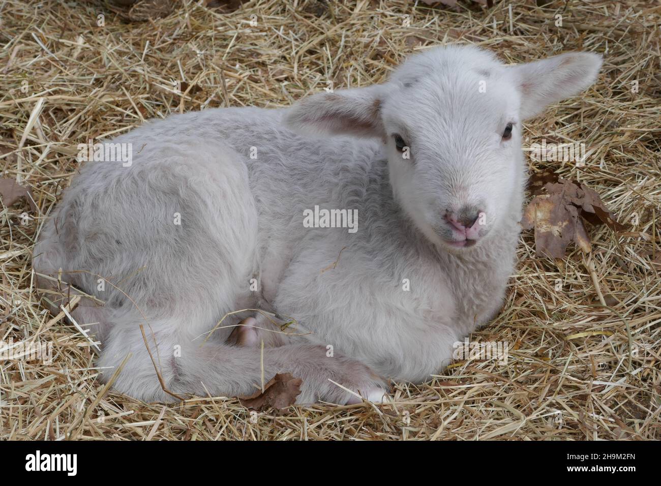 Ein junges Lamm liegt im Stroh. Aus nächster Nähe. Stockfoto