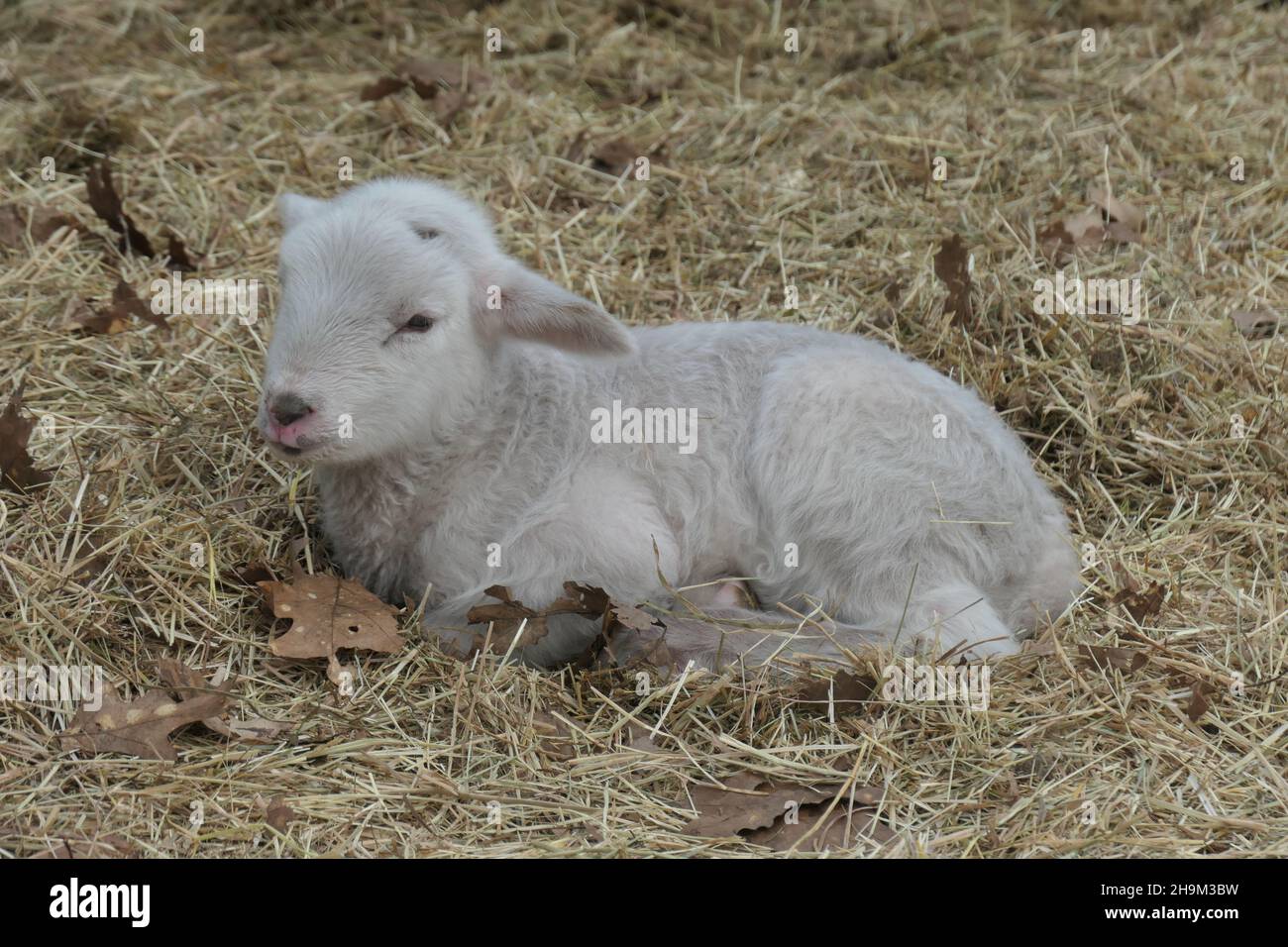 Ein junges Lamm liegt im Stroh. Aus nächster Nähe. Stockfoto