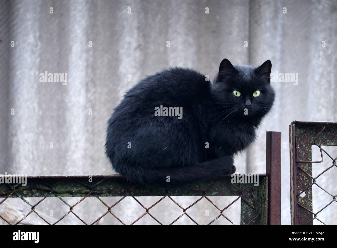 Die schwarze Katze sitzt auf dem Zaun. Stockfoto