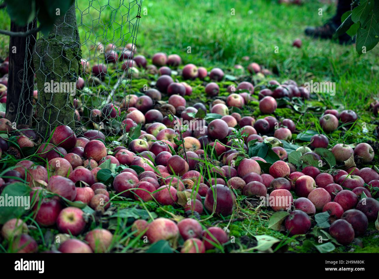 Reife rote Äpfel fielen vom Baum in einem Obstgarten Stockfoto