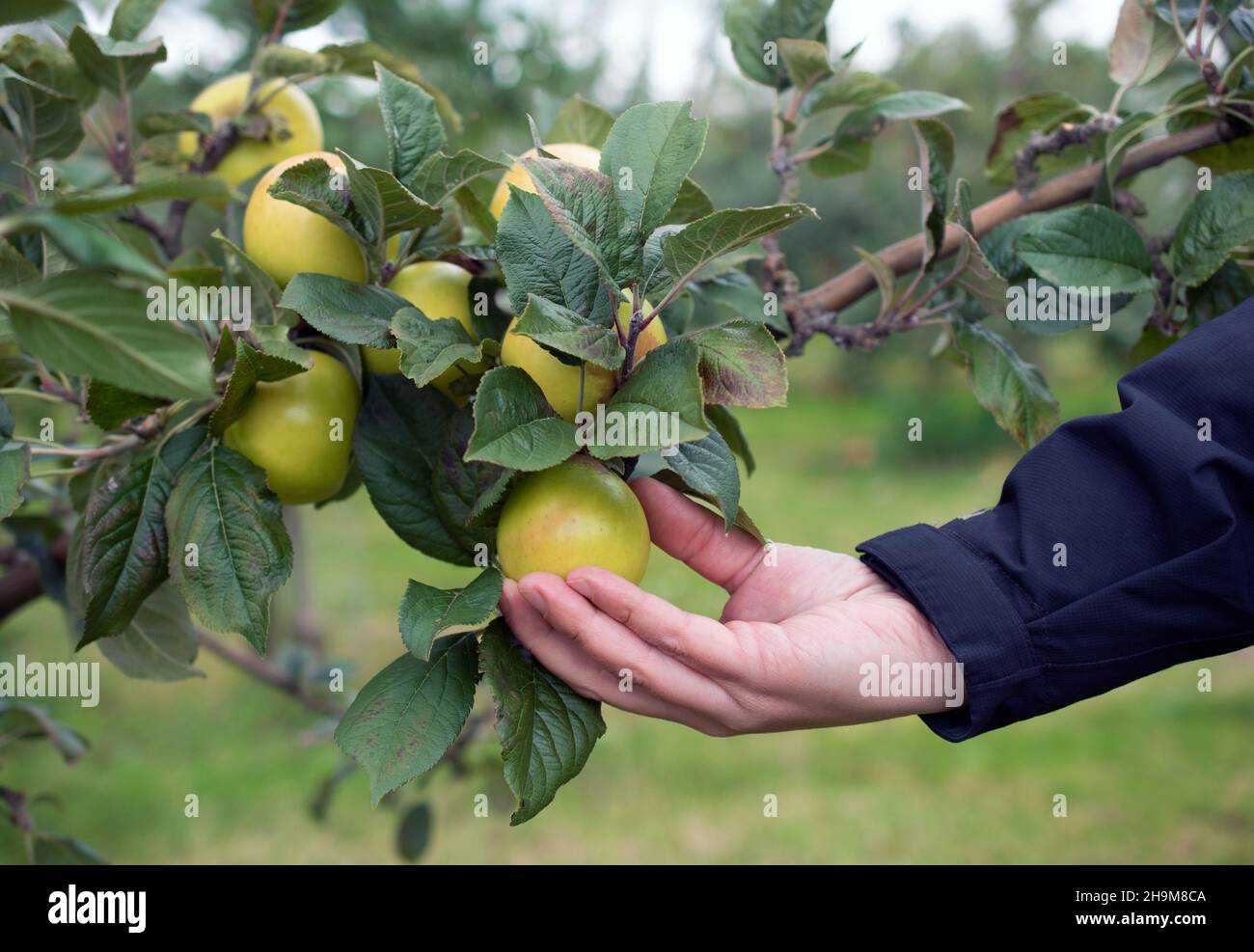 Hand pflückt einen grünen Apfel vom Baum Stockfoto