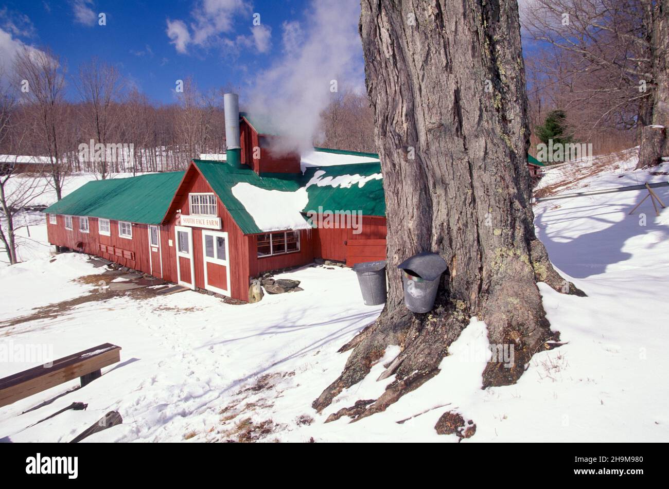 Maple Sugaring, South Face Farm, Ashfield, Massachusetts, USA Stockfoto