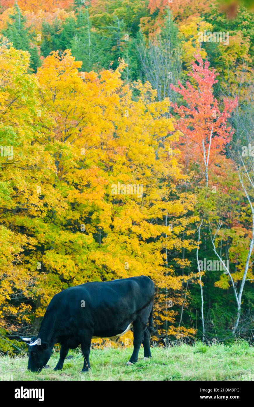 Angus steuern Weiden im Herbst Stockfoto