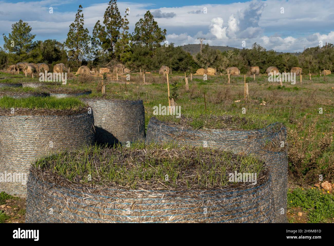 Nahaufnahme von Gras, das über einem Strohballen wächst. Im Hintergrund, außer Fokus, Strohkugeln in einer mediterranen Landschaft auf der Insel Mallorca Stockfoto