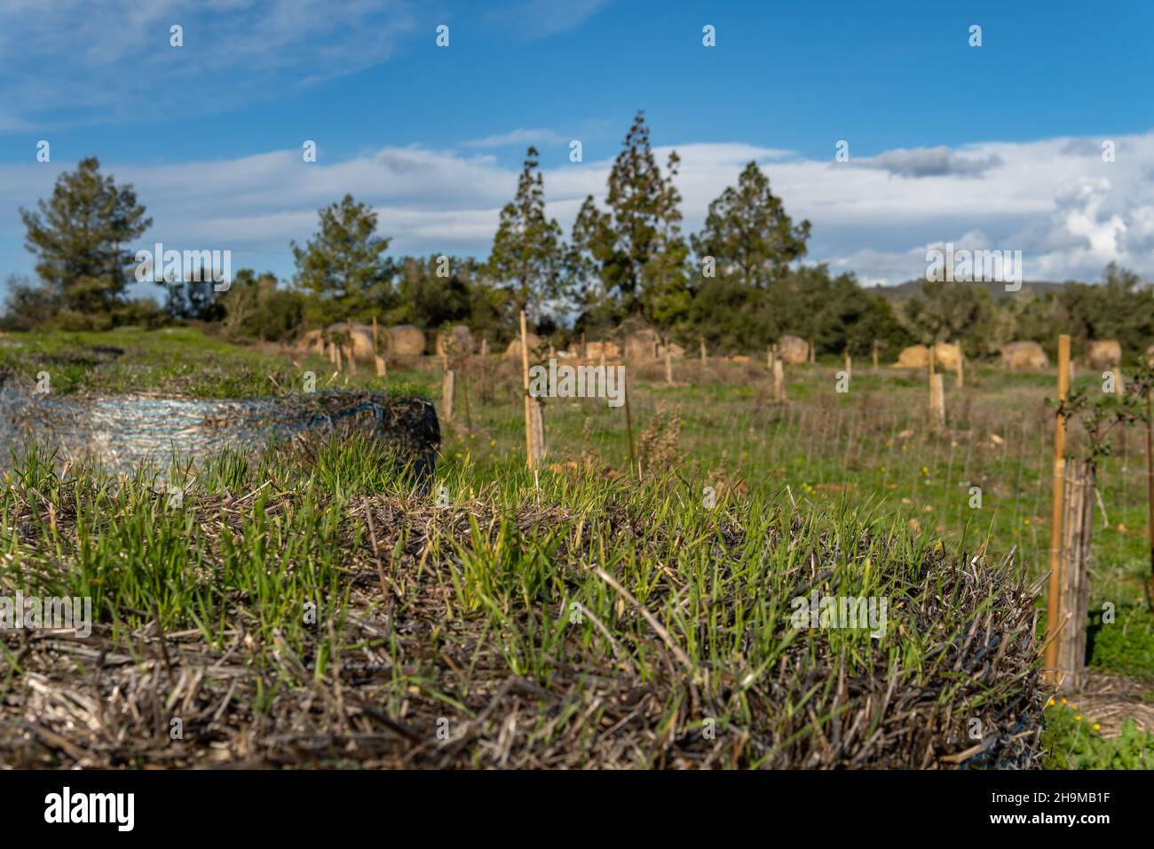 Nahaufnahme von Gras, das über einem Strohballen wächst. Im Hintergrund, außer Fokus, Strohkugeln in einer mediterranen Landschaft auf der Insel Mallorca Stockfoto