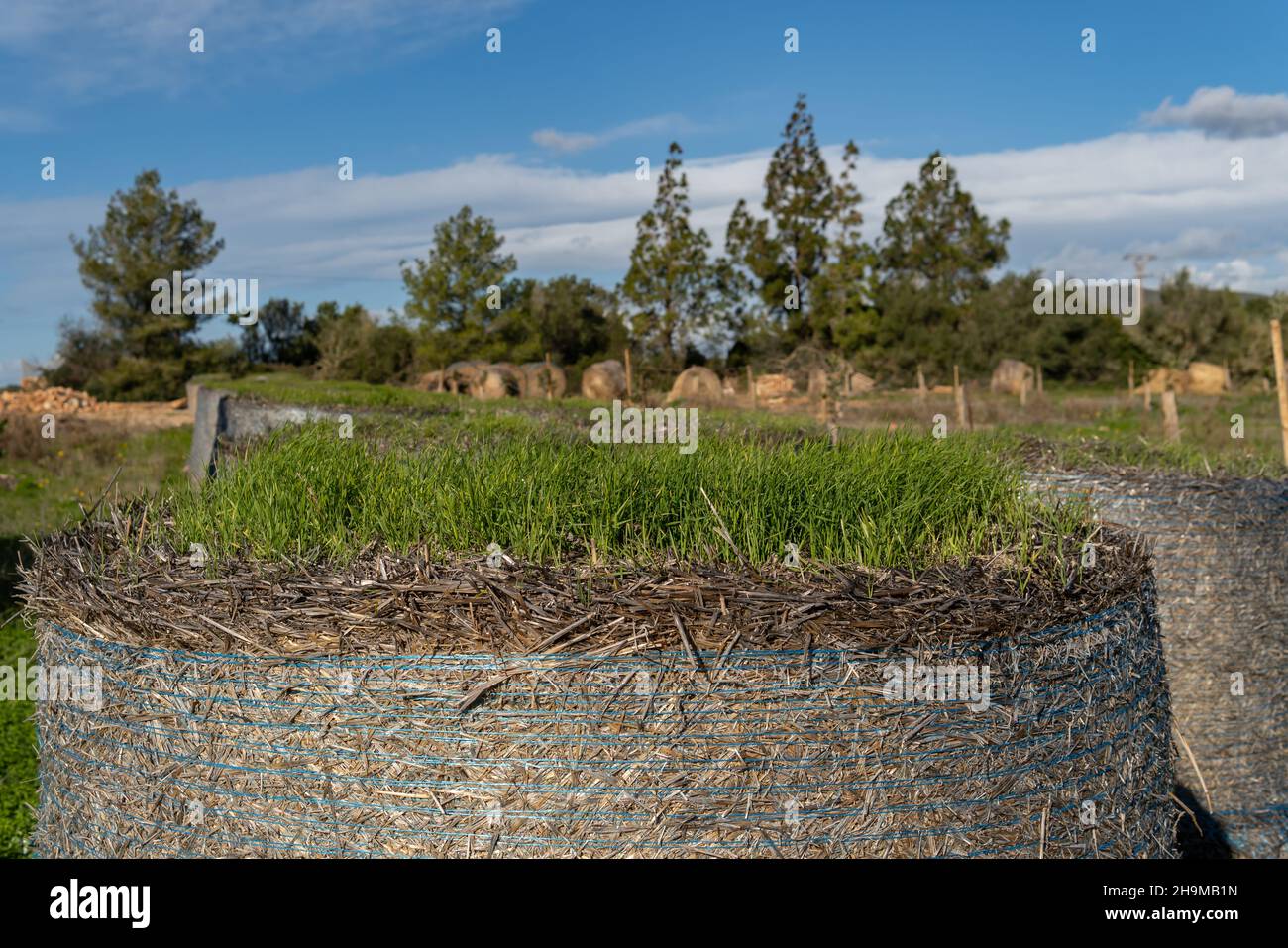 Nahaufnahme von Gras, das über einem Strohballen wächst. Im Hintergrund, außer Fokus, Strohkugeln in einer mediterranen Landschaft auf der Insel Mallorca Stockfoto