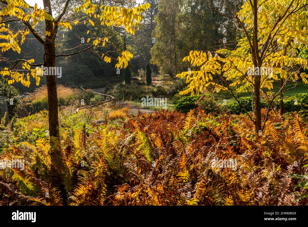 Der Grugapark, Essen, Botanischer Garten, Parkanlage für Freizeit und Erholung, Moor und Heide Bereich, Herbst, NRW, Deutschland, Stockfoto