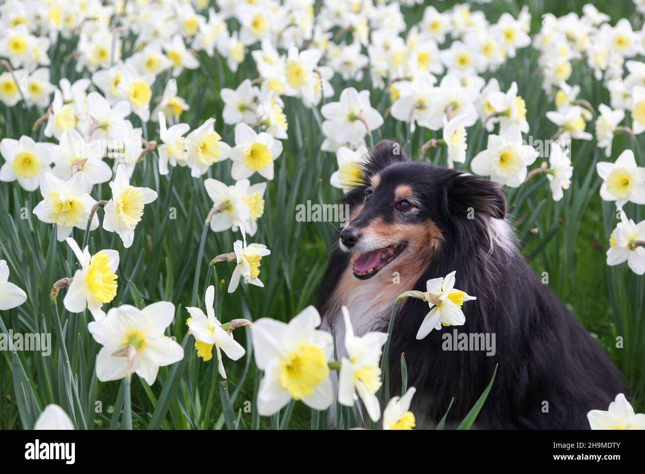 Porträt eines Shetland-Schäferhundes in Blumen Stockfoto