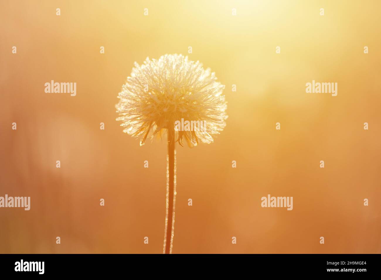 Winterwiese bei Sonnenaufgang, Blumen und Gras beleuchtet von der Morgensonne Stockfoto