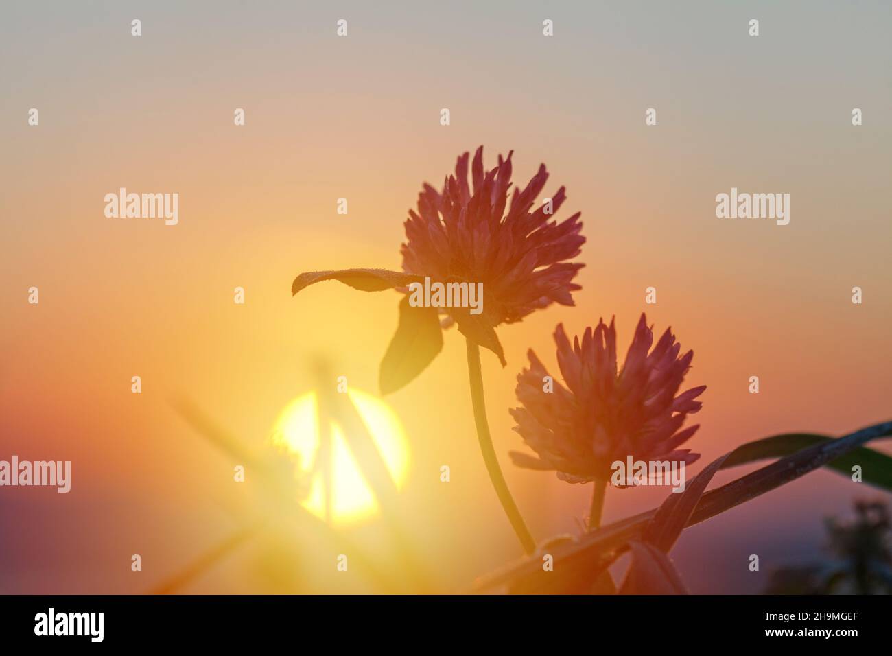 Winterwiese bei Sonnenaufgang, Blumen und Gras beleuchtet von der Morgensonne Stockfoto