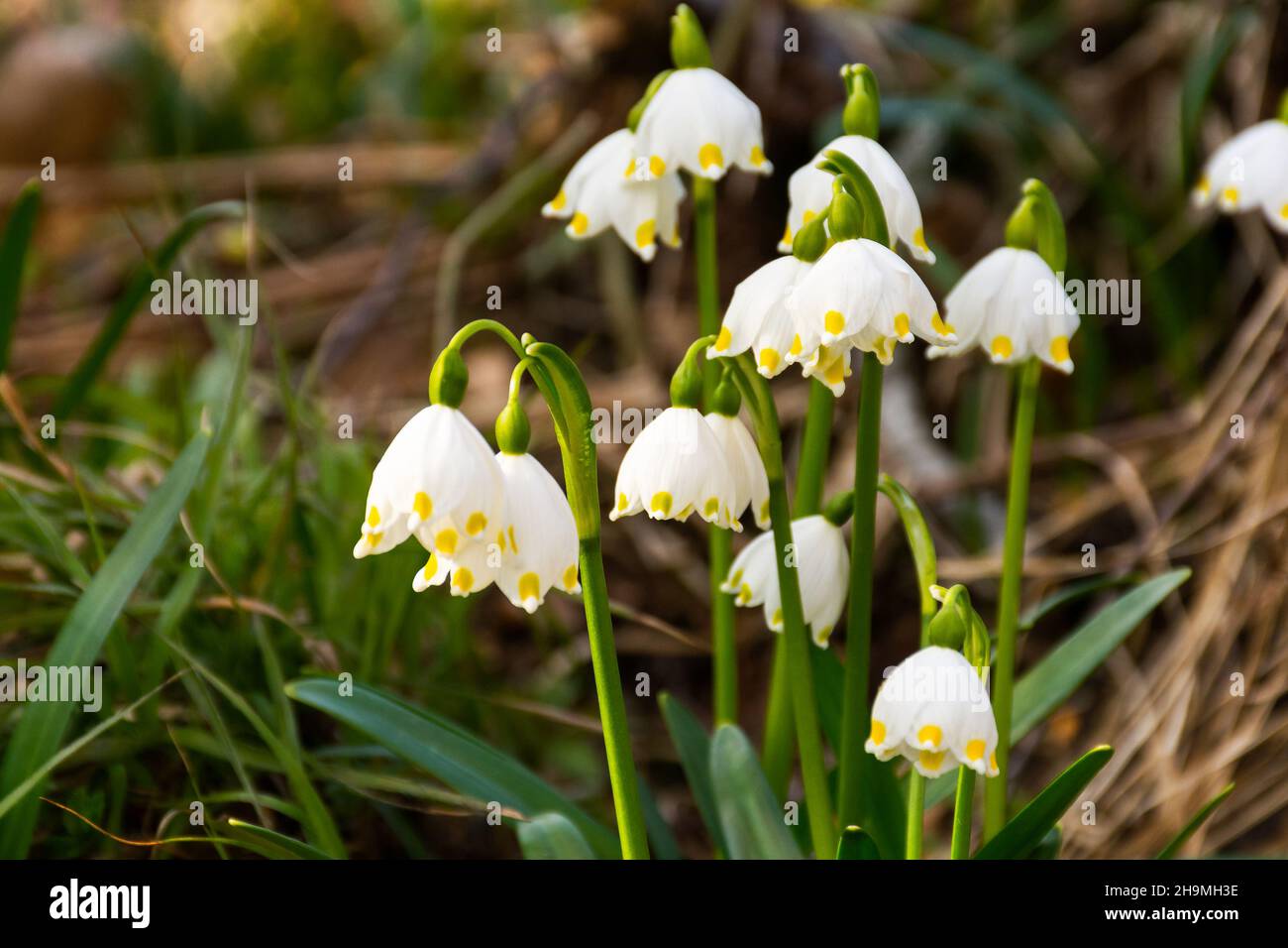 Weiße Schneegropfen Blumen blühen. Frische Blumen Natur Hintergrund. Frühlingsgrün Saison im Wald Stockfoto