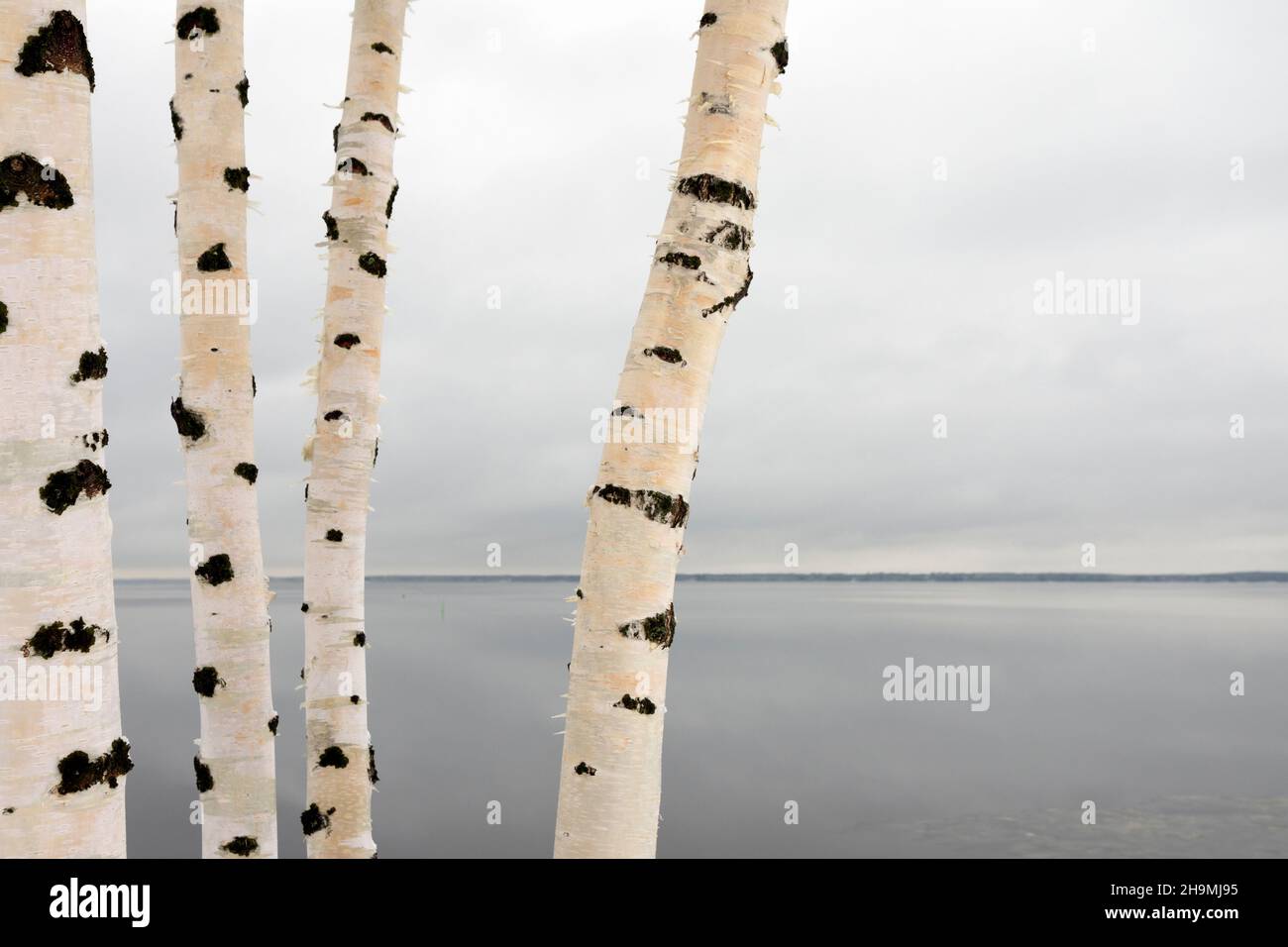 Birkenstämme gegen Winterlandschaft mit bewölktem Himmel und eiskalten See Stockfoto