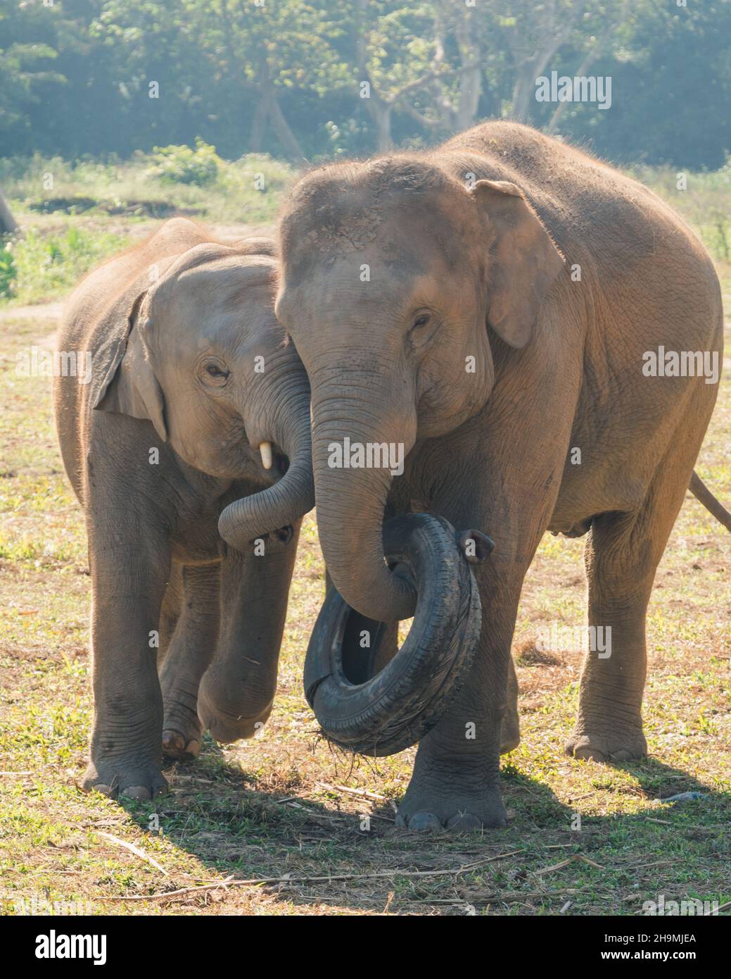 Ein Elefant spielt mit seinem Kind Stockfoto