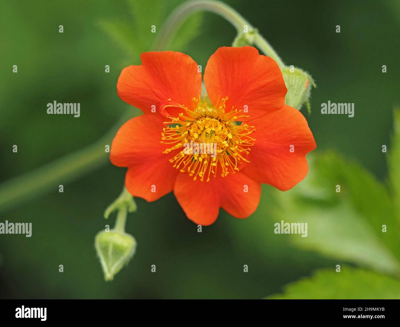 Blüte und Knospe von Zwergorange-Nelken oder roten Nelken (Geum coccineum) mit vielen leuchtend gelben Staubgefäßen Cumbria, England, UK Stockfoto