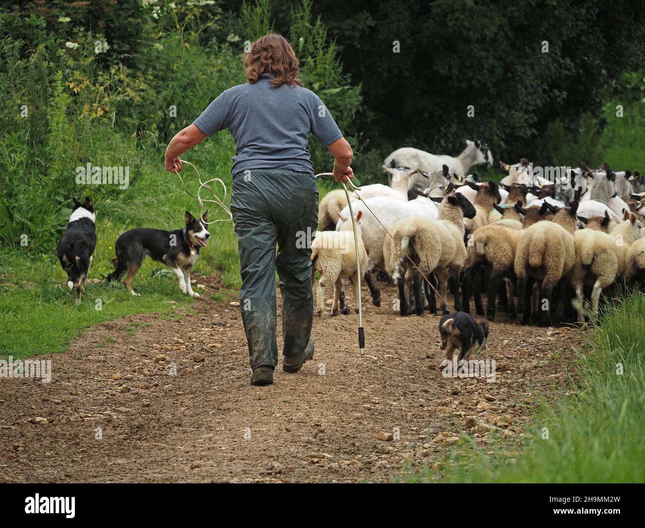 Zwei entspannte, selbstbewusste Schäferhunde, die Schafherden verwalten, mit Schäferin, die Welpen an der Spitze auf einer rauen Farm auf einer grünen Straße im ländlichen England, Großbritannien, trainiert Stockfoto