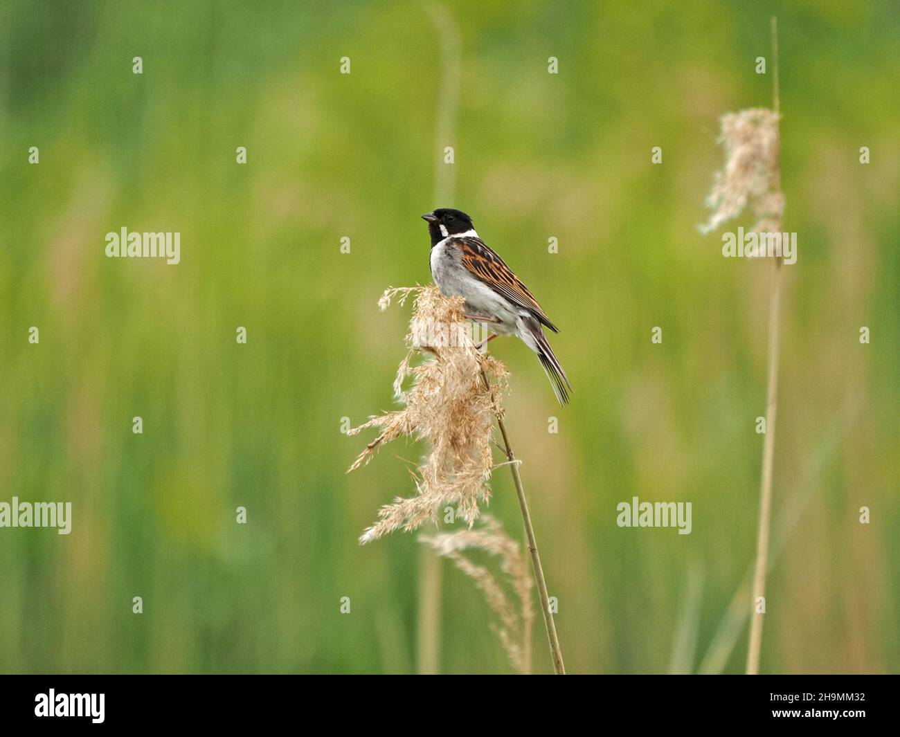 Schilfhämmer (Emberiza schoeniclus) im Zuchtgefieder auf flauschigem Samenkopf im Reedbed im St Aidan's RSPB Nature Reserve, Yorkshire, England, UK Stockfoto