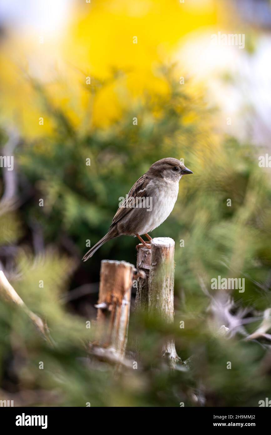 Nahaufnahme eines sitzenden Sperbling Stockfoto