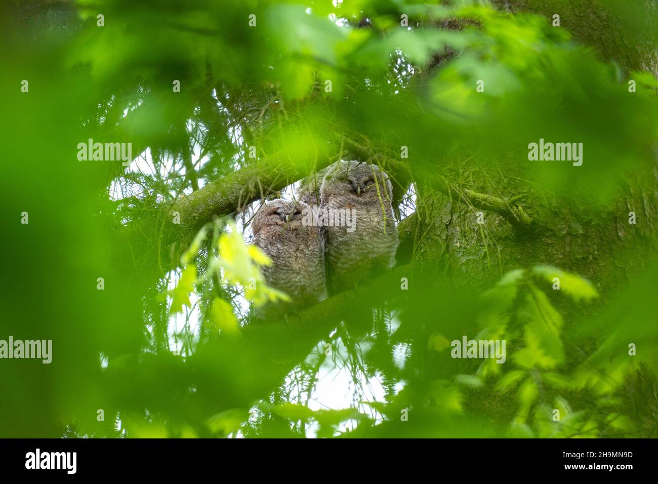 Kleine Waldkäuze im Wald. Junge braune Eulen am Ast. Europäischer Natur. Stockfoto