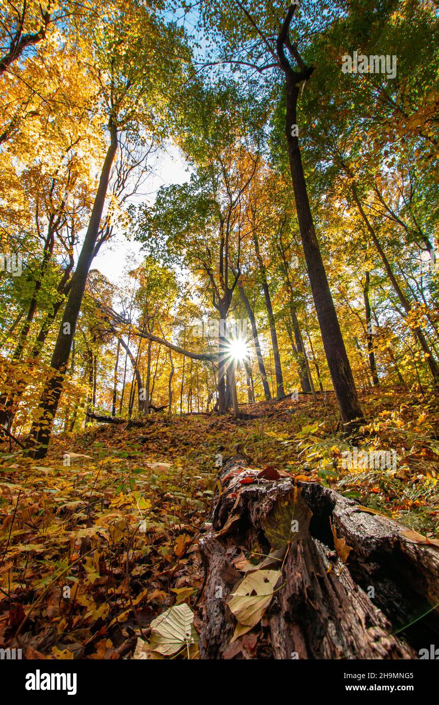 Vertikale Low-Angle-Aufnahme einer Waldlandschaft im Herbst Stockfoto