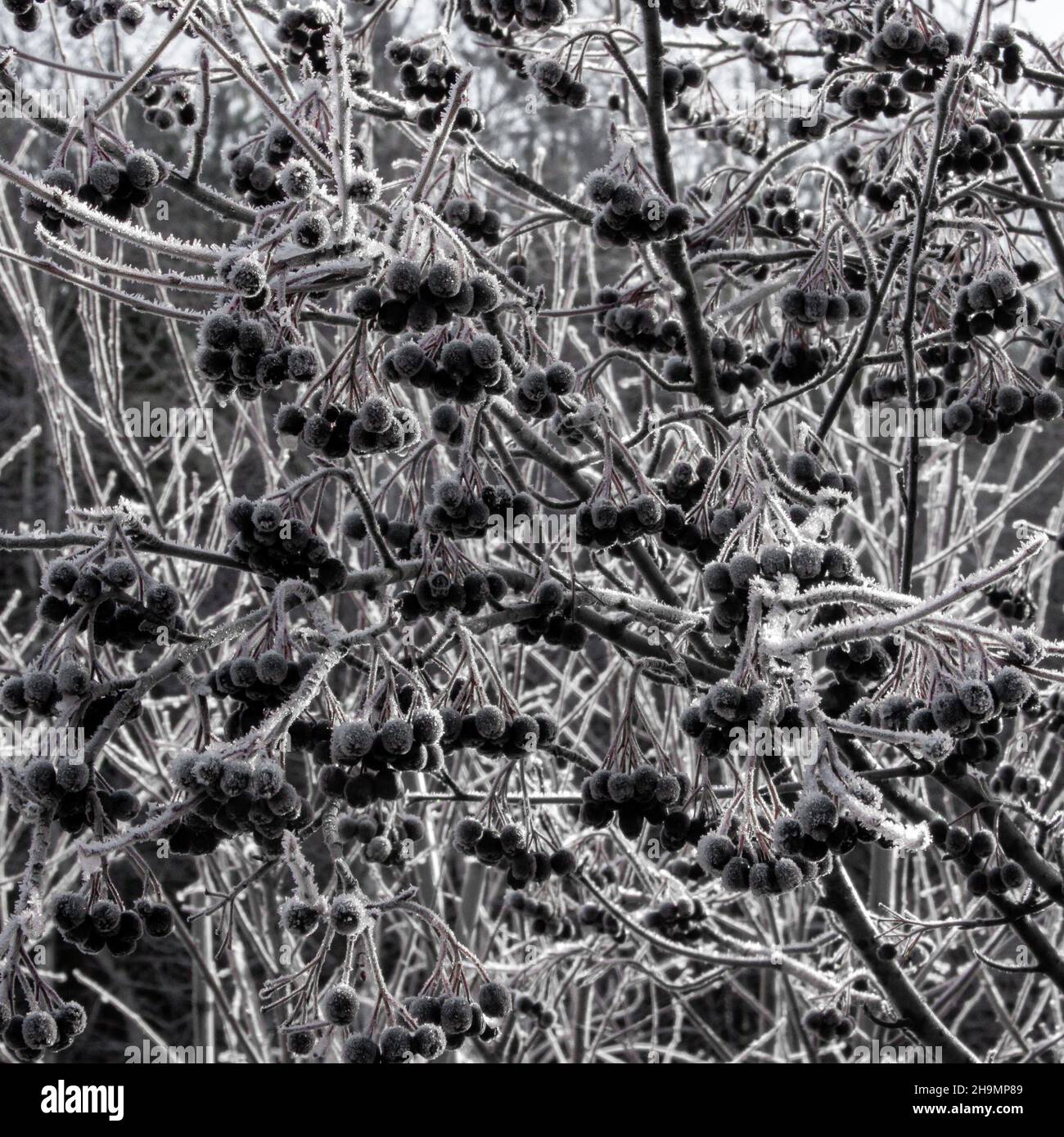 Trauben von schwarzer Apfelbeere auf einem mit Schnee bedeckten Baum Stockfoto