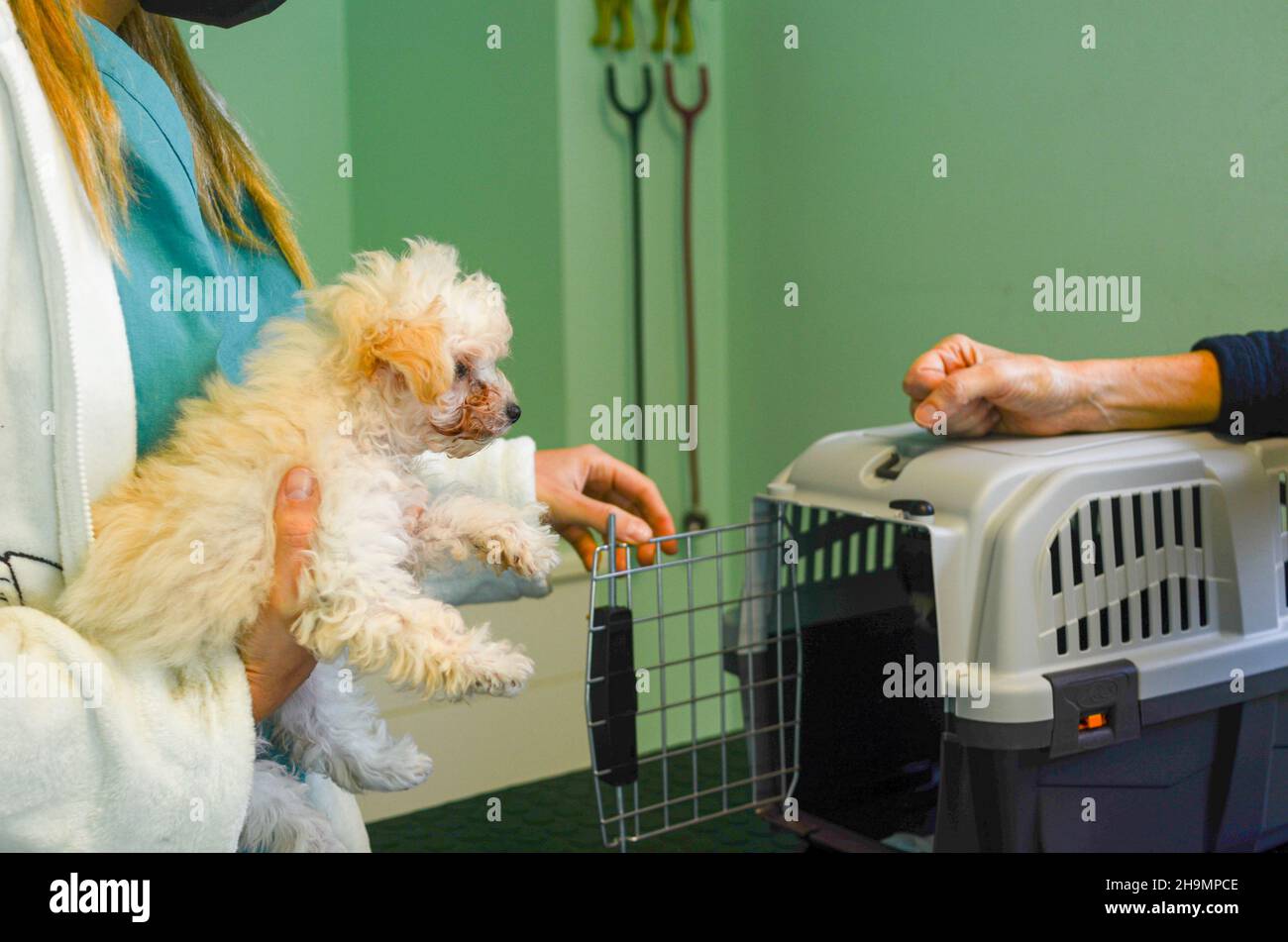 Tierarzt wird den flauschigen Welpen nach der Untersuchung in einen Hundeträger stecken Stockfoto